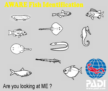 Fish-Identification-Scuba-Nation-Cambodia