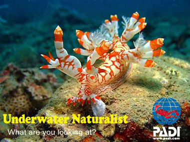 Underwater-Naturalist-Scuba-Nation-Cambodia